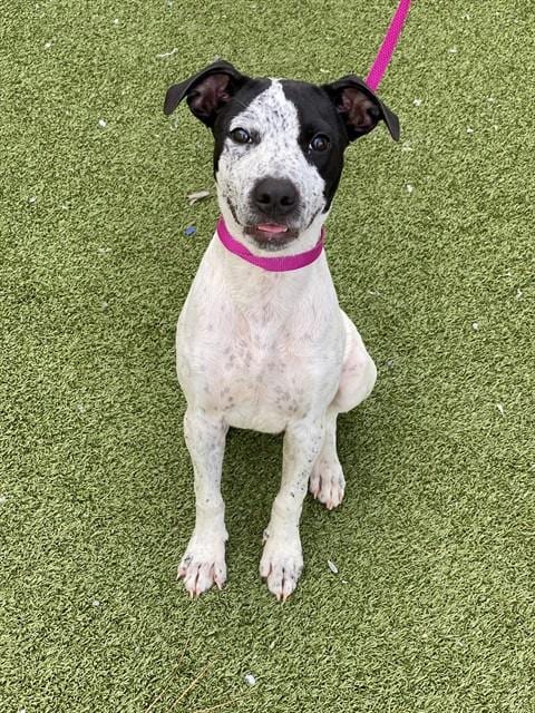 Photo of Freckles, adoptable Pointer in Fayetteville, North Carolina