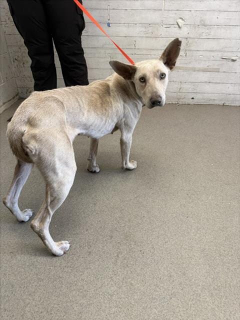 Photo of Adelina, adoptable Belgian Shepherd Malinois in San Bernardino, California