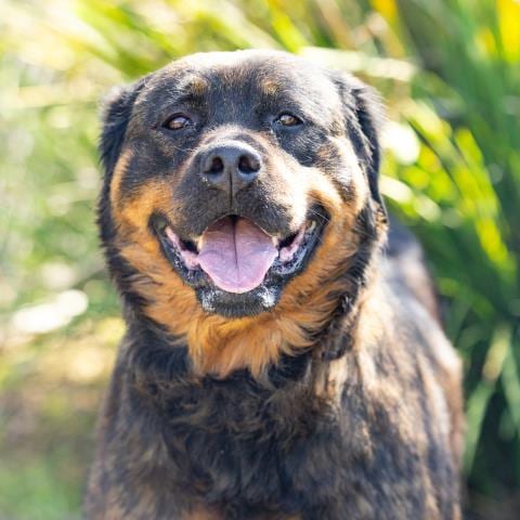 Photo of Keba, adoptable Rottweiler in Camarillo, California