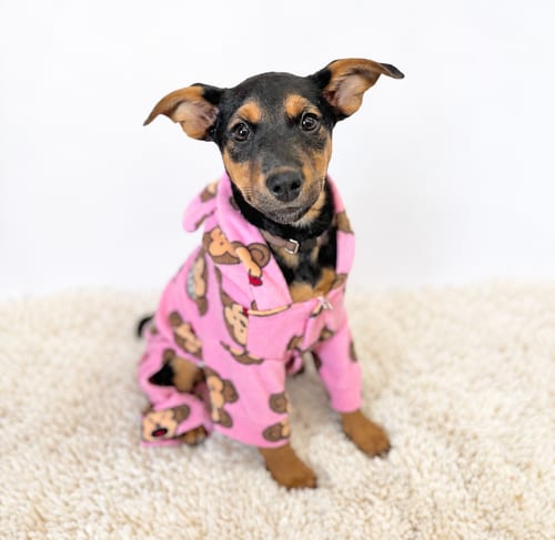 Photo of Starbucks: Caramel Macchiato, adoptable German Pinscher in Romoland, California