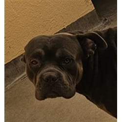 Photo of Zeus, adoptable American Pit Bull Terrier Cane Corso in Chatsworth, California