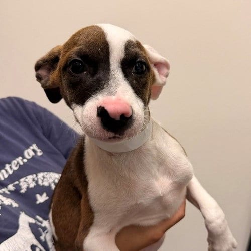 Photo of Alisha, adoptable Unknown breed in Rancho Santa Fe, California