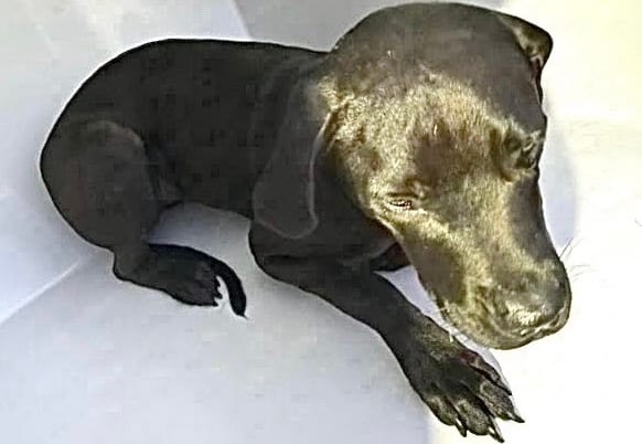 Photo of Onyx, adoptable Pit Bull Terrier mix in Houston, Texas