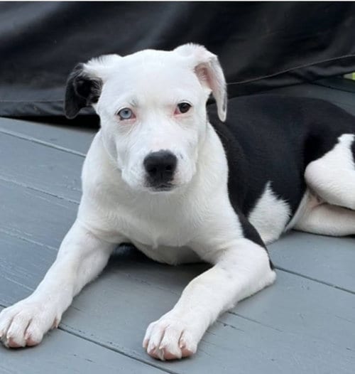 Photo of Raya, adoptable Labrador Retriever in Berlin, New Jersey