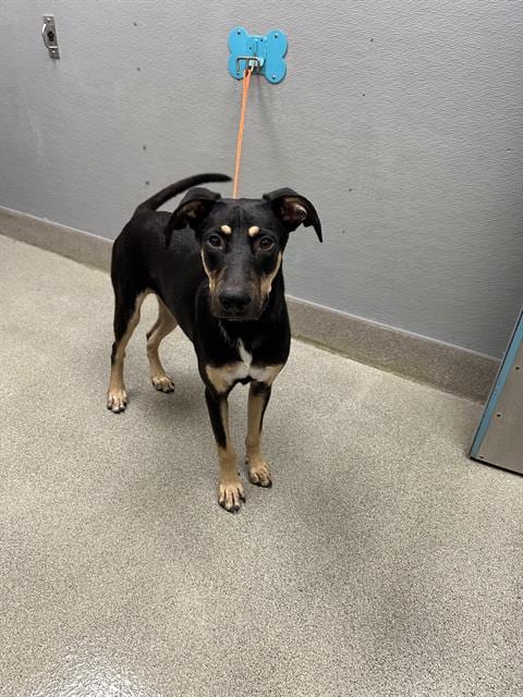 Photo of Moose, adoptable German Shepherd Dog in Las Vegas, Nevada
