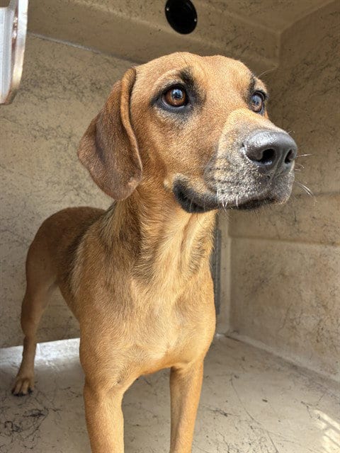 Photo of Pumpkin, adoptable Hound in Oklahoma City, Oklahoma