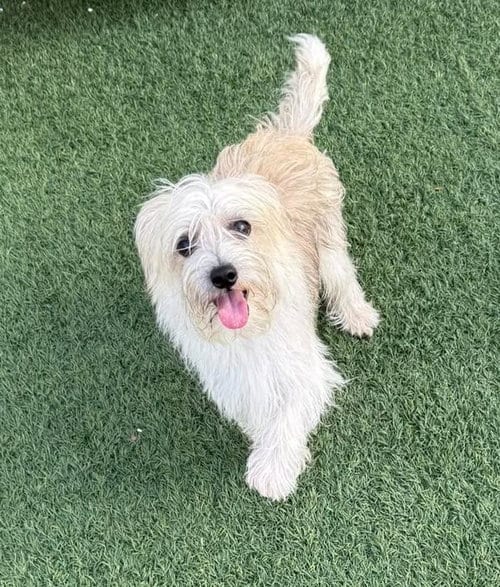 Photo of Alex, adoptable Yorkshire Terrier Yorkie in Rockwall, Texas
