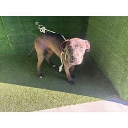 Photo of Mindy, adoptable American Pit Bull Terrier in Lancaster, California