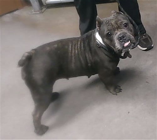 Photo of Gwen, adoptable American Staffordshire Terrier in Phoenix, Arizona