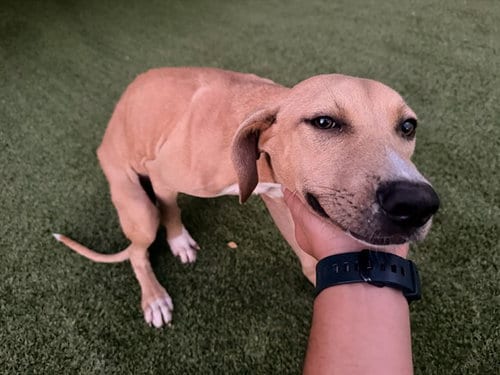 Photo of Tails, adoptable Pit Bull Terrier in Garland, Texas