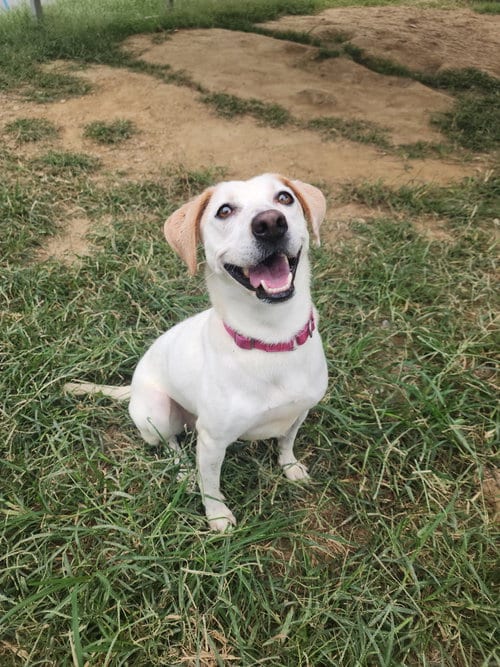 Photo of Baby G, adoptable Terrier in Evansville, Indiana