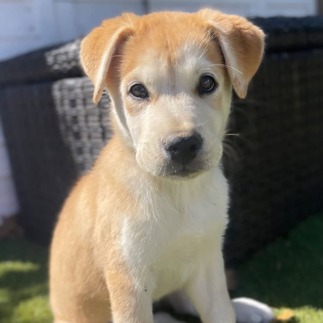 Photo of Sleepy, adoptable Husky / Mixed Breed (Large) in Oceanside, California