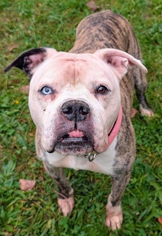 Photo of Nova, adoptable Boxer in Akron, Ohio