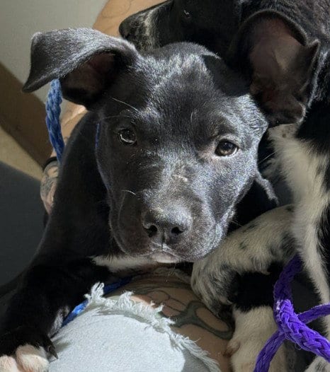 Photo of Honeybun, adoptable Labrador Retriever in Killeen, Texas