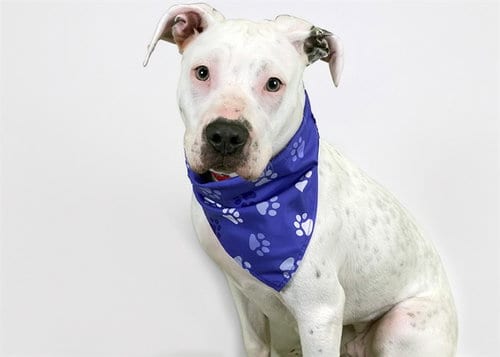 Photo of Nila, adoptable Bull Terrier in Ft Lauderdale, Florida