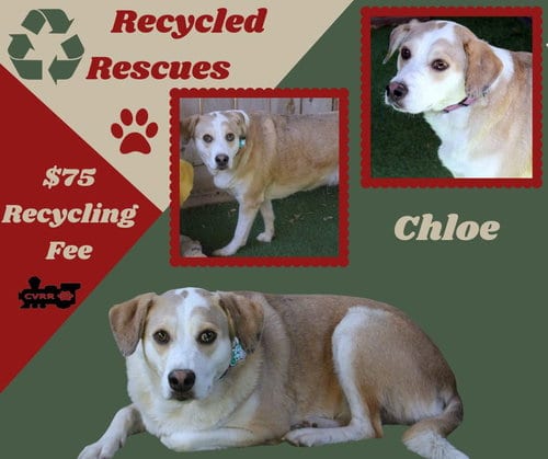 Photo of Chloe (Recycle), adoptable Retriever in Lindsay, California