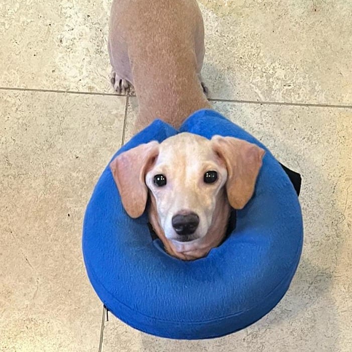 Photo of Ren, adoptable Dachshund / Mixed Breed (Small) in Whitestone, New York