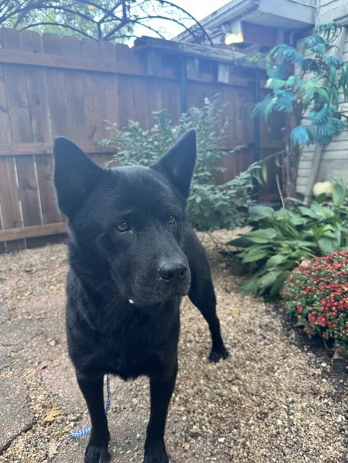 Photo of Ranger, adoptable Chow Chow in Leavenworth, Kansas