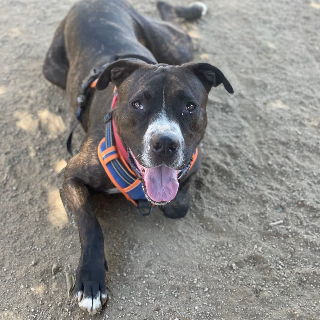 Photo of Bruno, adoptable Boxer / Mixed Breed (Large) in Riverside, California