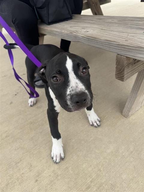 Photo of Snoopy, adoptable American Staffordshire Terrier in San Antonio, Texas
