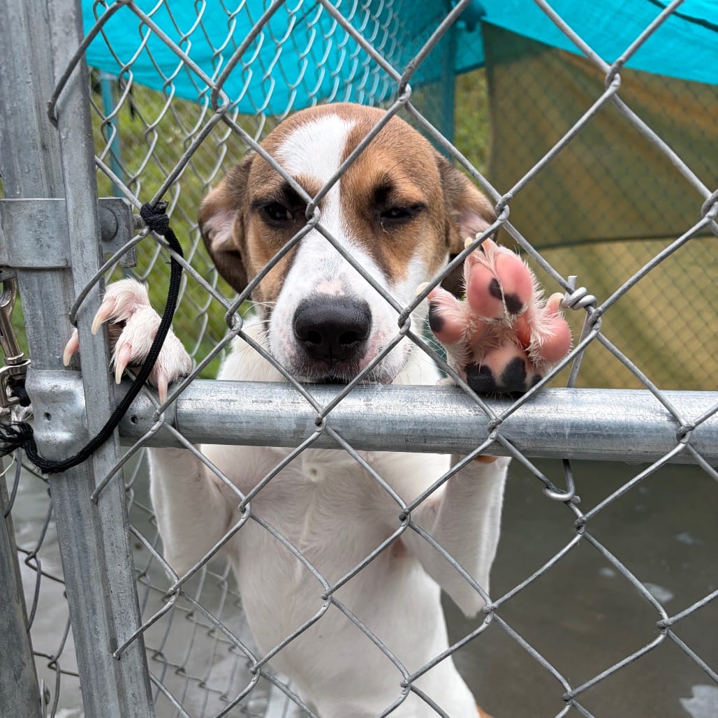 Photo of Baby Puppy, adoptable Mixed Breed (Medium) in Winfield, West Virginia