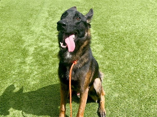 Photo of Baloo, adoptable Belgian Shepherd Malinois in Orange, California