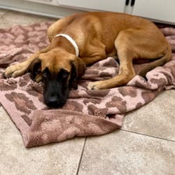 Photo of Jack Jack, adoptable Great Dane in Frederick, Maryland