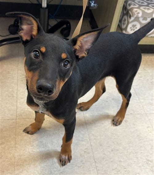 Photo of Avery, adoptable Doberman Pinscher in Plano, Texas
