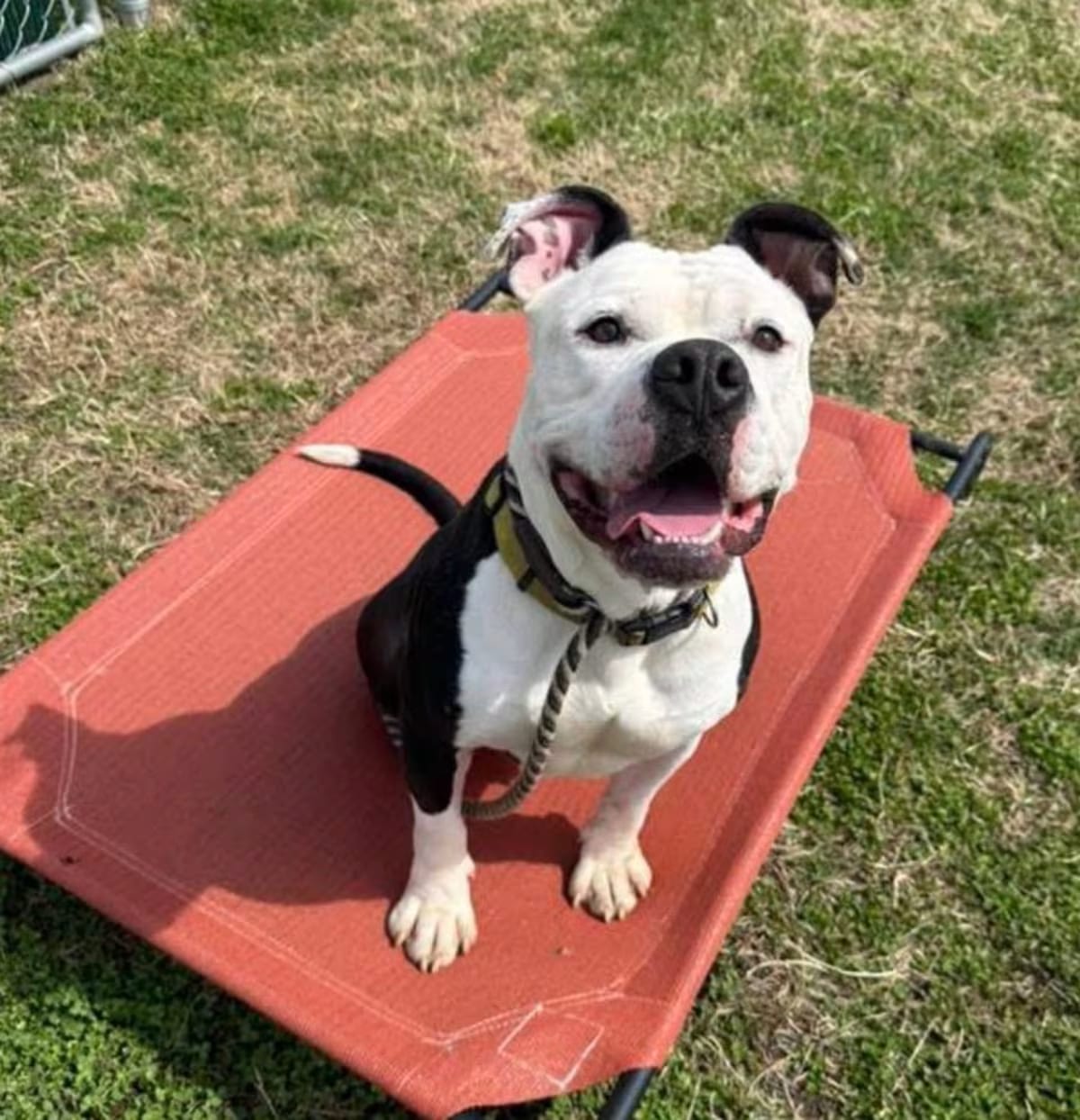 Photo of Zeus, adoptable American Bulldog/Mixed Breed (Large) in Mount Laurel, New Jersey