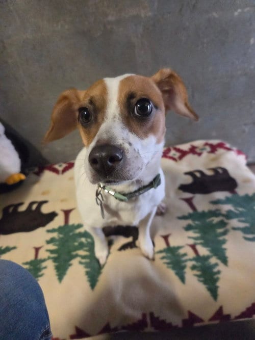 Photo of Precious, adoptable Jack Russell Terrier in Tracy City, Tennessee