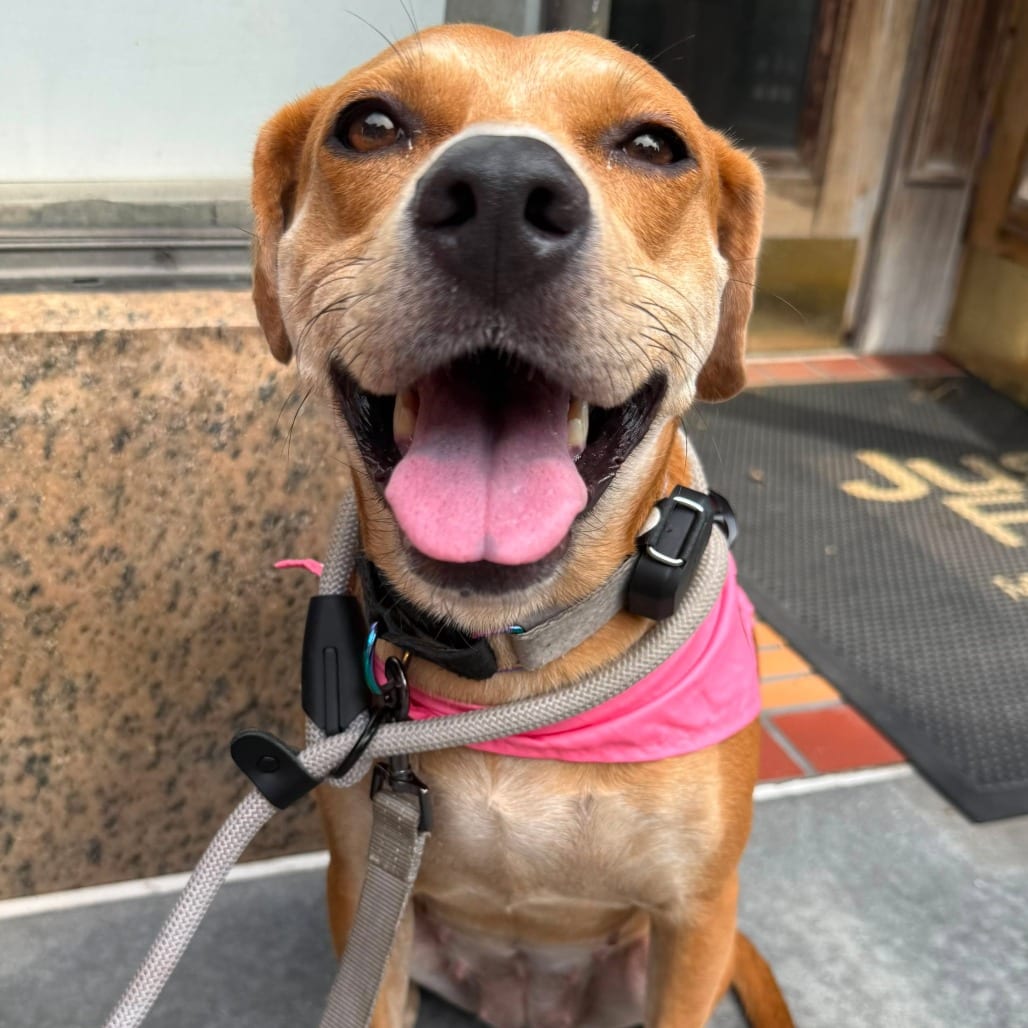 Photo of Sysy, adoptable Hound / Mixed Breed (Medium) in Whitestone, New York