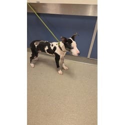 Photo of Squirt, adoptable Catahoula Leopard Dog in Doral, Florida