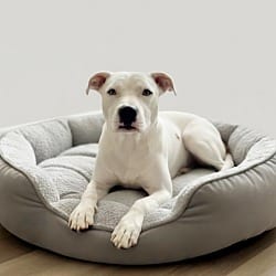 Photo of Clyde 1, adoptable American Staffordshire Terrier in East Hartford, Connecticut