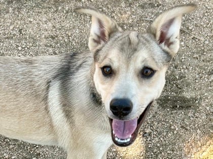 Photo of Whopper H3, adoptable dog in Georgetown, Texas