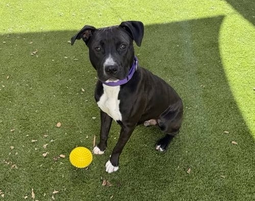 Photo of Flash, adoptable Pit Bull Terrier in Martinez, California
