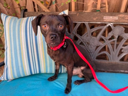 Photo of Roscoe, adoptable Chihuahua in Santa Clara, California