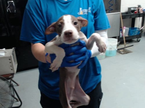 Photo of Clover, adoptable Pit Bull Terrier in Fayetteville, North Carolina