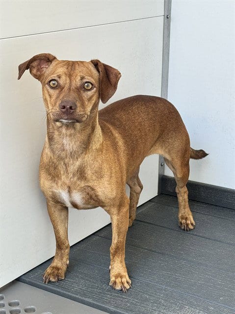 Photo of Snickers, adoptable Dachshund in San Bernardino, California