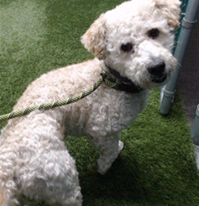 Photo of A5800217, adoptable Maltese in Downey, California