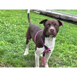 Photo of Brandon, adoptable American Pit Bull Terrier in Pueblo, Colorado