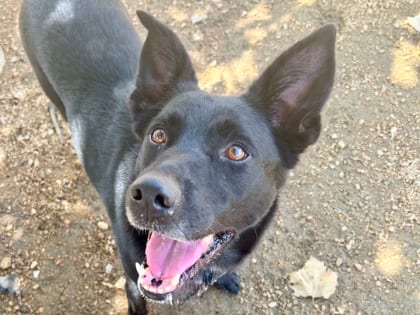 Photo of Nymeria, adoptable dog in Georgetown, Texas