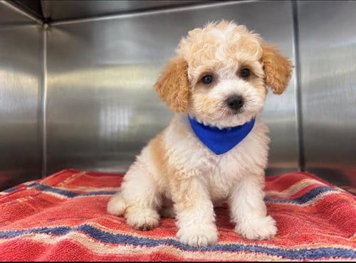 Photo of Duchess, adoptable Poodle (Miniature) in Orange, California