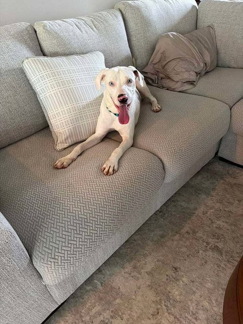 Photo of Caesar, adoptable Catahoula Leopard Dog in Abbeville, Louisiana