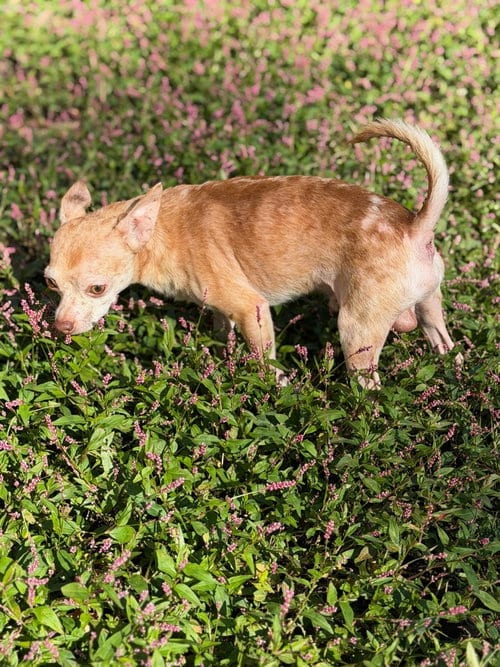 Photo of Taz, adoptable Chihuahua in Lovingston, Virginia