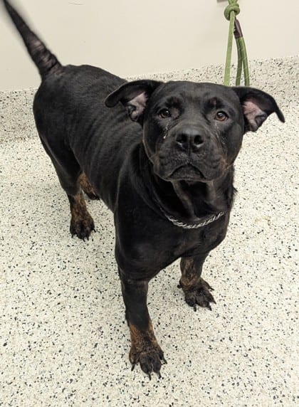 Photo of Ladybug, adoptable dog in Atlanta, Georgia