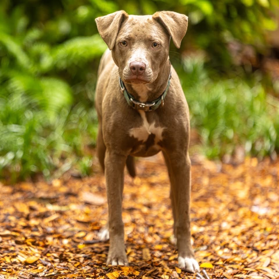 Photo of Paisley, adoptable Mixed Breed (Medium) in Decatur, Georgia