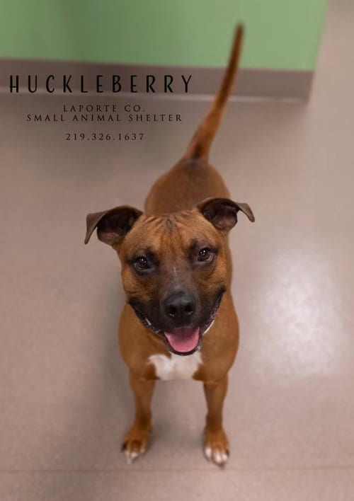 Photo of Huckleberry, adoptable Pit Bull Terrier in La Porte, Indiana