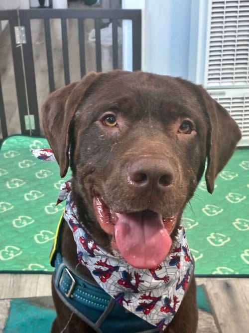Photo of Bronco, adoptable Labrador Retriever in San Diego, California
