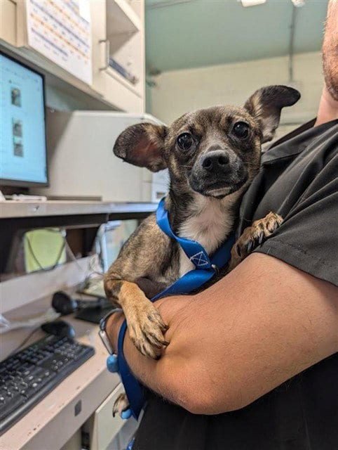 Photo of Chrissy, adoptable Chihuahua in Sacramento, California