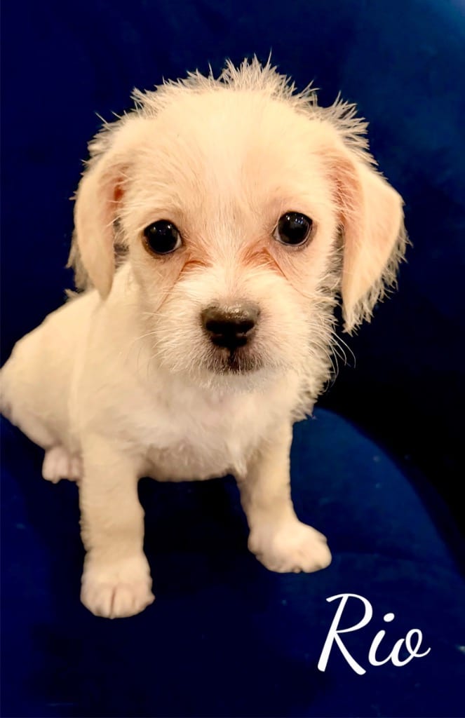 Photo of Rio, adoptable Shih Tzu in West Bloomfield, Michigan